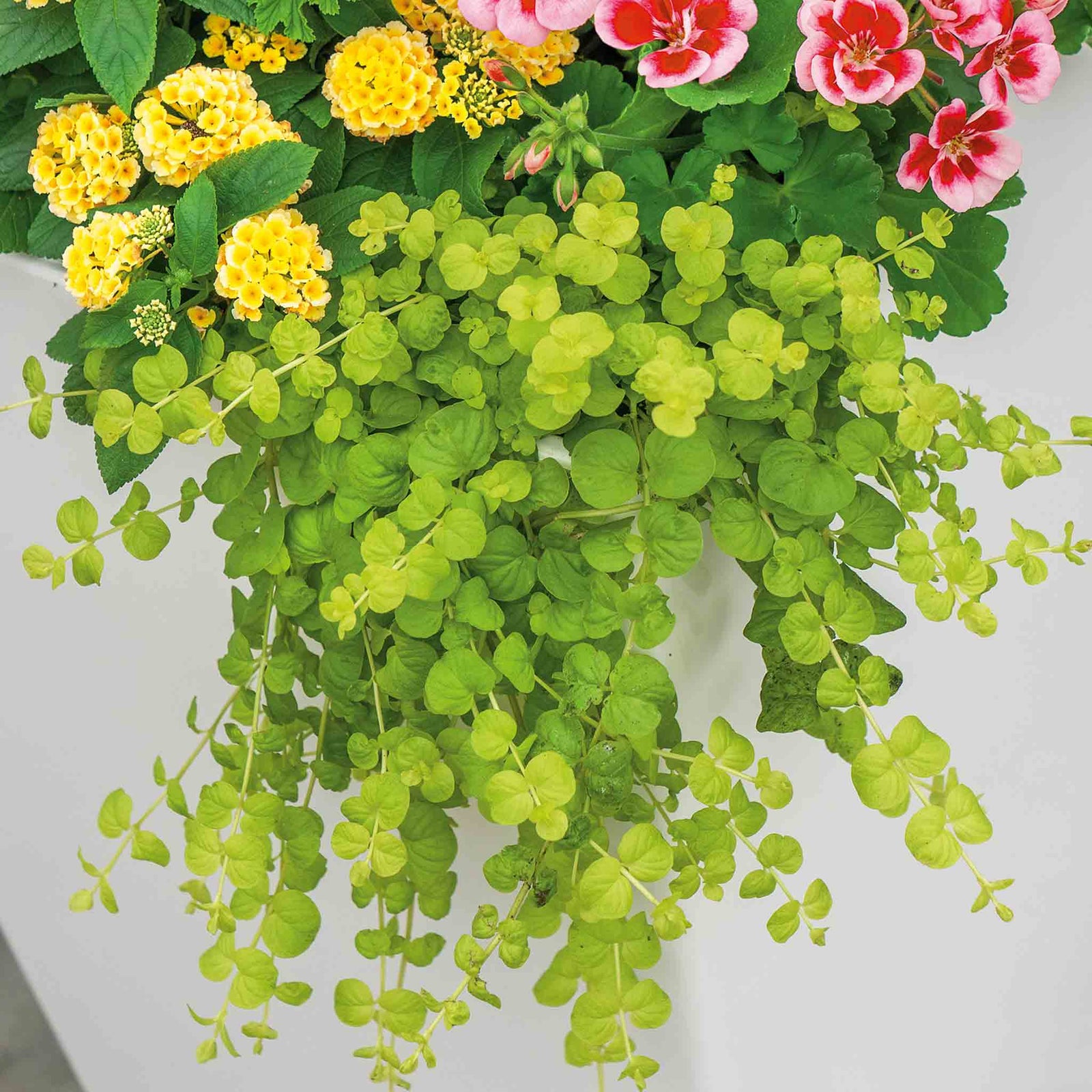 Lysimachia 'goldilocks' (golden Creeping Jenny) Trailing Evergreen For Pots And Baskets | 12 x Plug Plants | Green