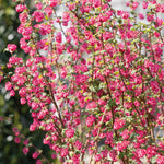 Ribes 'king Edward' 3 Litre Shrub | 1 x 3L