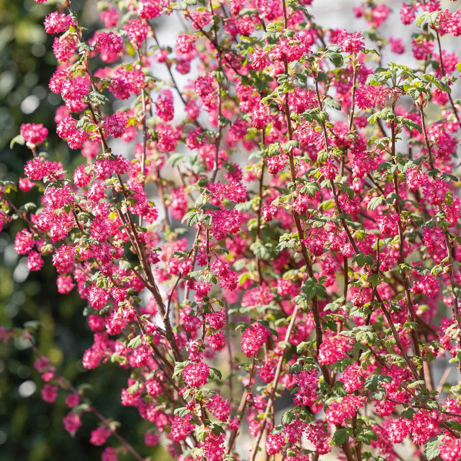 Ribes 'king Edward' 3 Litre Shrub | 1 x 3L