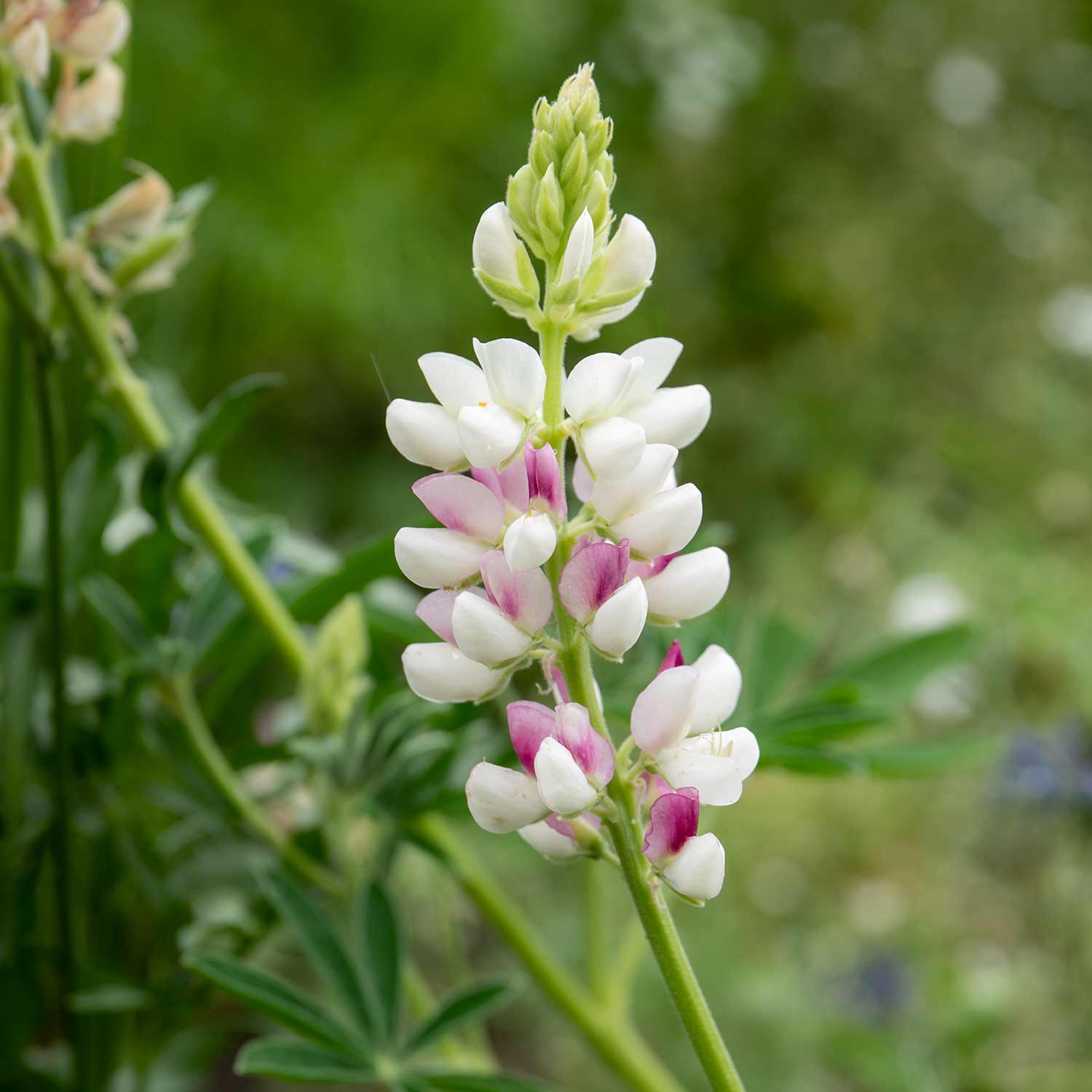Pink Fairy Lupin  Fragrant Annual, Seeds | 40 Seeds