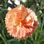 The Dianthus ‘supertrouper’ Collection - Plug Plants | Set of 25 | Multi