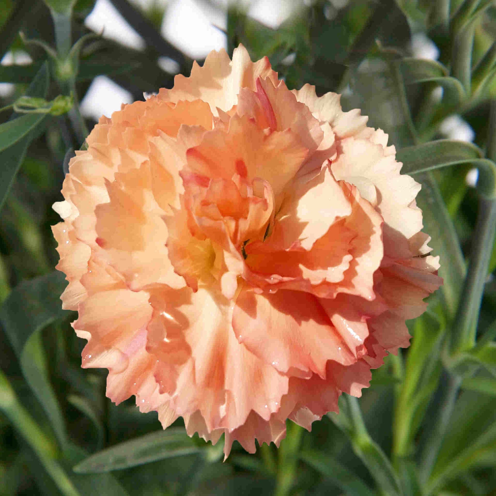 The Dianthus ‘supertrouper’ Collection - Plug Plants | Set of 25 | Multi