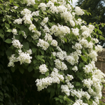 Hortensia - Hydrangea Anomale Petiolaris - Height 25-40cm - ⌀9cm | Set of 3 | White