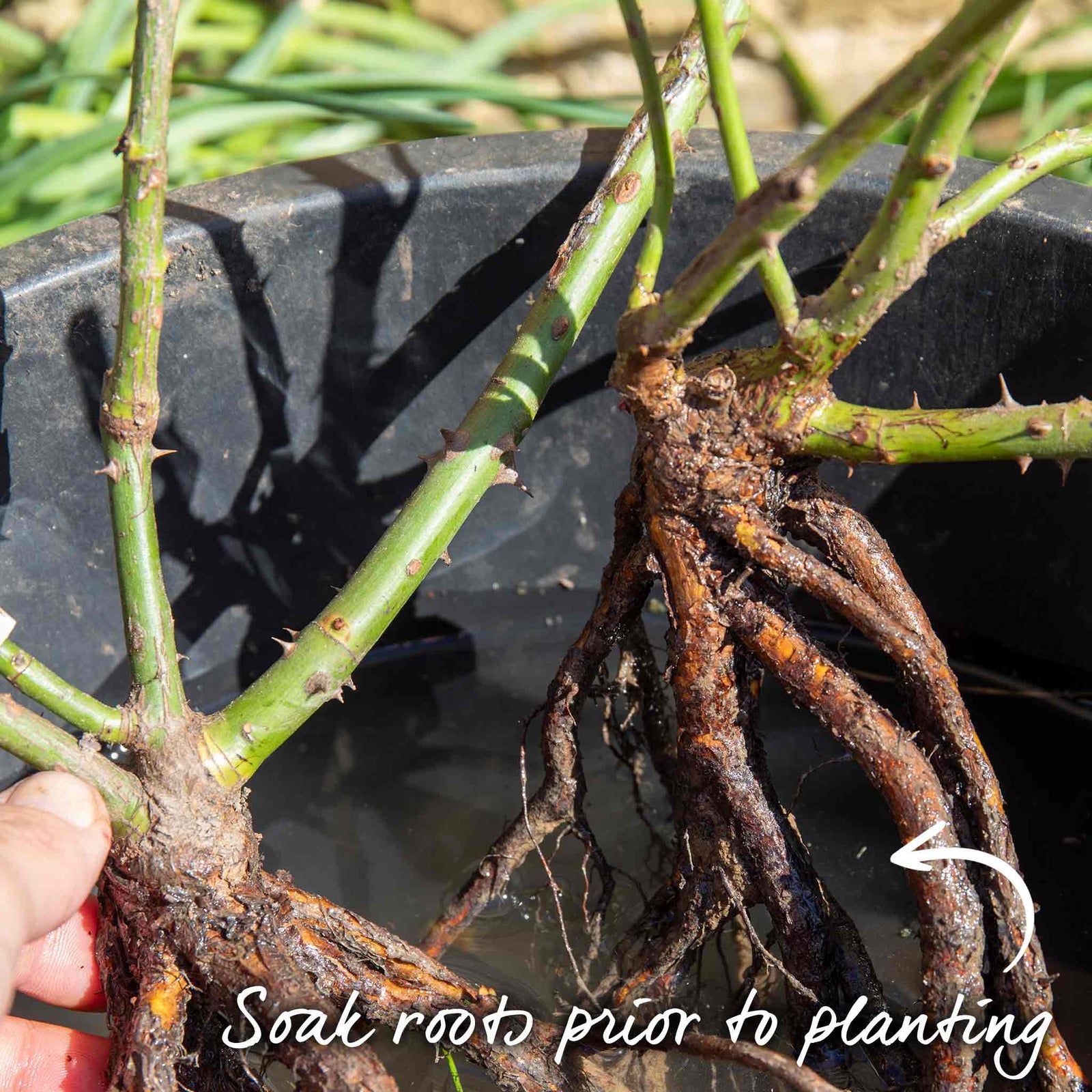 Rose 'hopes And Dreams' (hybrid Tea), Lilac, Fragrant | 1 x Bare Root | Purple