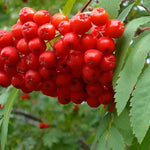 Direct Plants Sorbus Fingerprint Mountain Ash Tree 6ft Tall Supplied In A 12 Litre Pot
