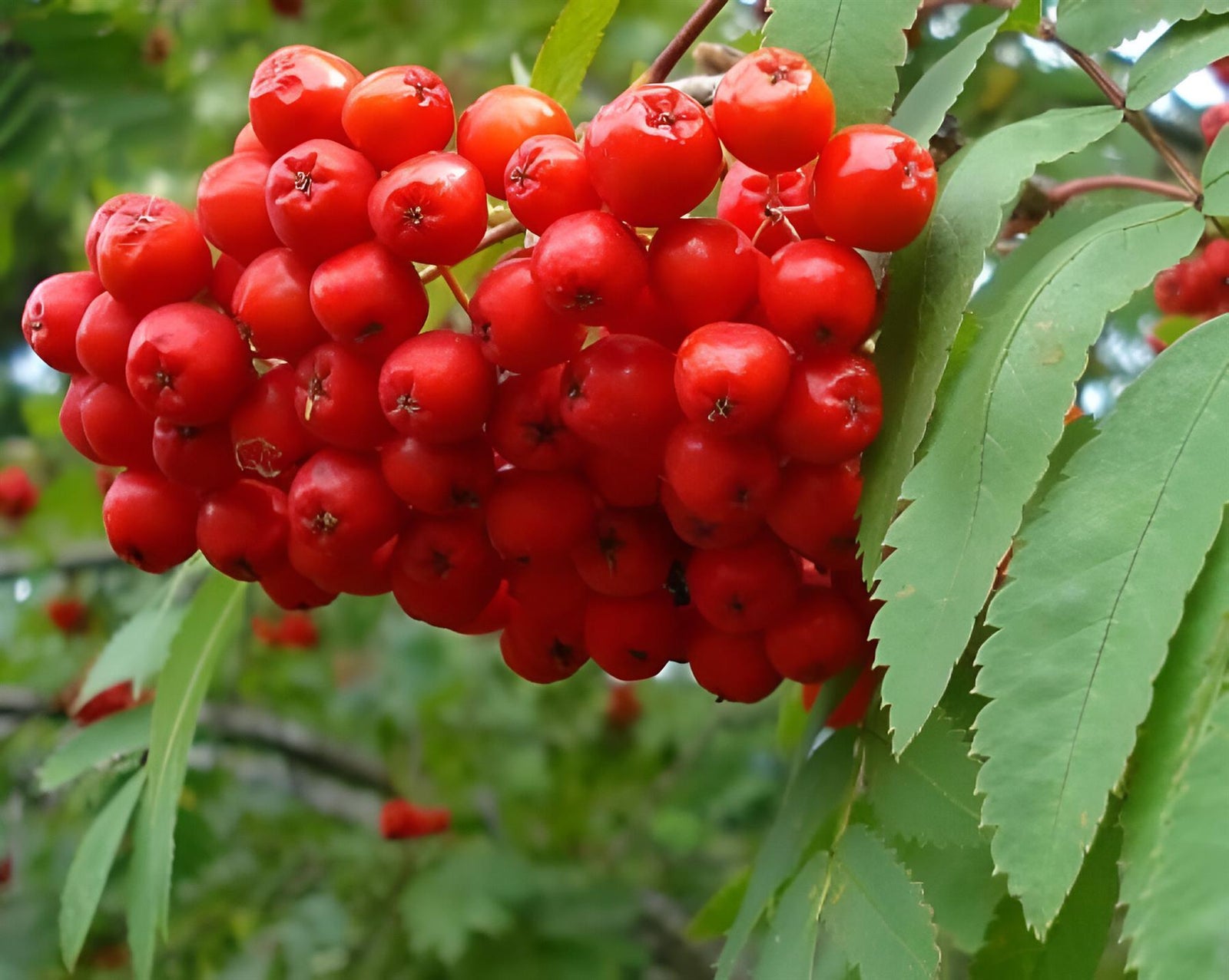 Sorbus Aucuparia Mountain Ash 6ft Tall Supplied In A 12 Litre Pot