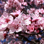 Prunus Cerasifera Nigra Tree 6ft Tall Supplied In A 12 Litre Pot