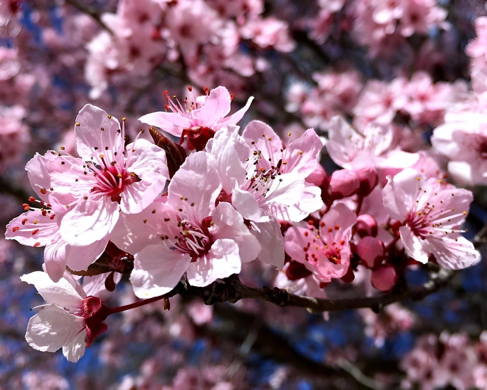 Prunus Cerasifera Nigra Tree 6ft Tall Supplied In A 12 Litre Pot