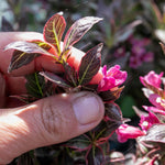 Weigela 'all Summer Monet' Variegated Dwarf Shrub | 1 x 3L | Pink