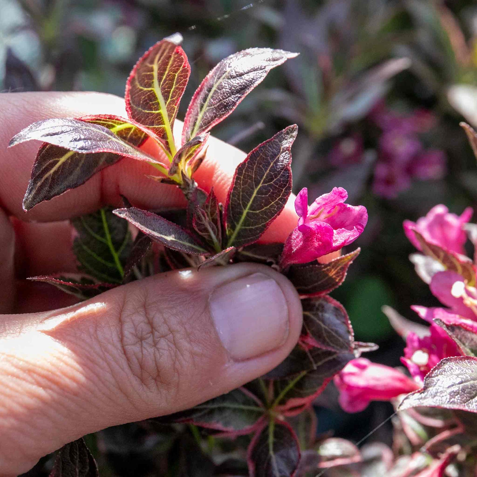 Weigela 'all Summer Monet' Variegated Dwarf Shrub | 1 x 3L | Pink