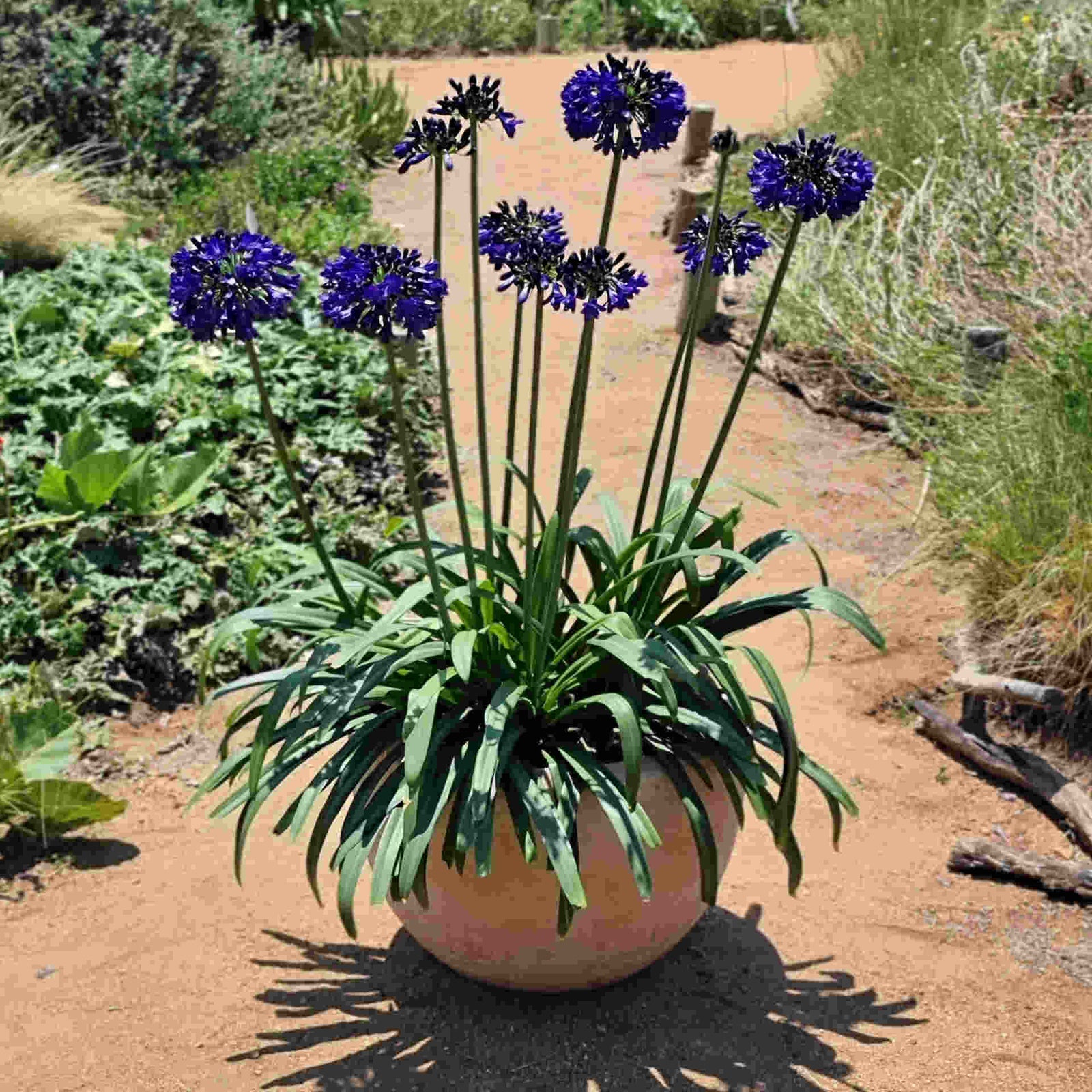Agapanthus Duo - 9cm pots | Set-of-2 | Purple