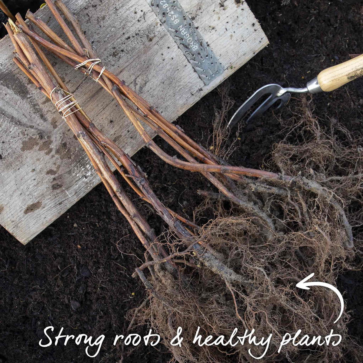 Thornless Raspberry 'joan J' - Compact Autumn-fruiting Primocane Bare Roots | Set of 3 | Scarlet