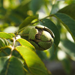 Juglans Regia English Walnut Nut Fruit Tree 4ft Tall Supplied In A 7.5 Litre Pot