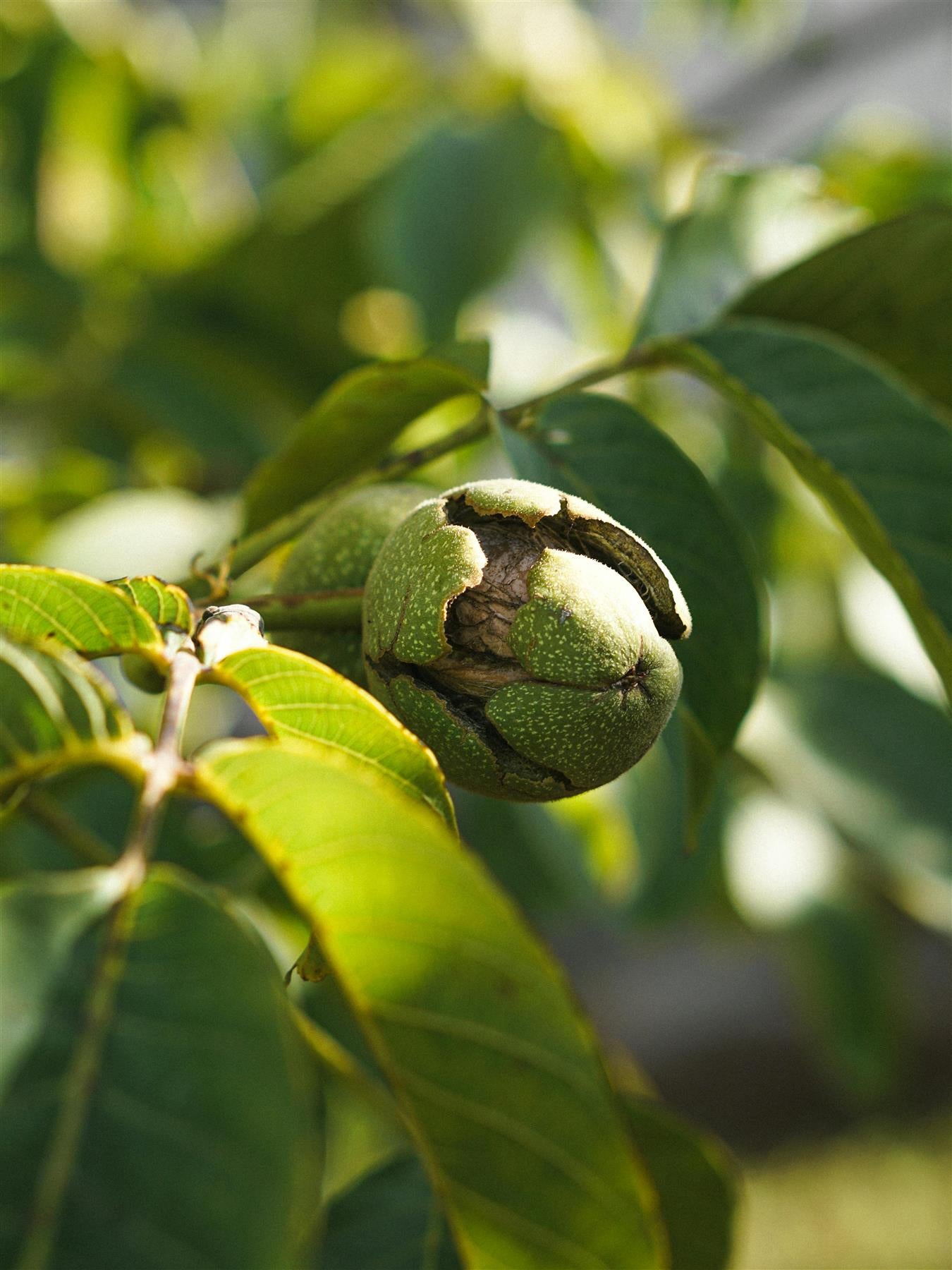 Juglans Regia English Walnut Nut Fruit Tree 4ft Tall Supplied In A 7.5 Litre Pot