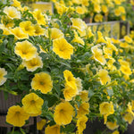 Petunia 'bees Knees' – Yellow | 12 x Plug Plants | Yellow