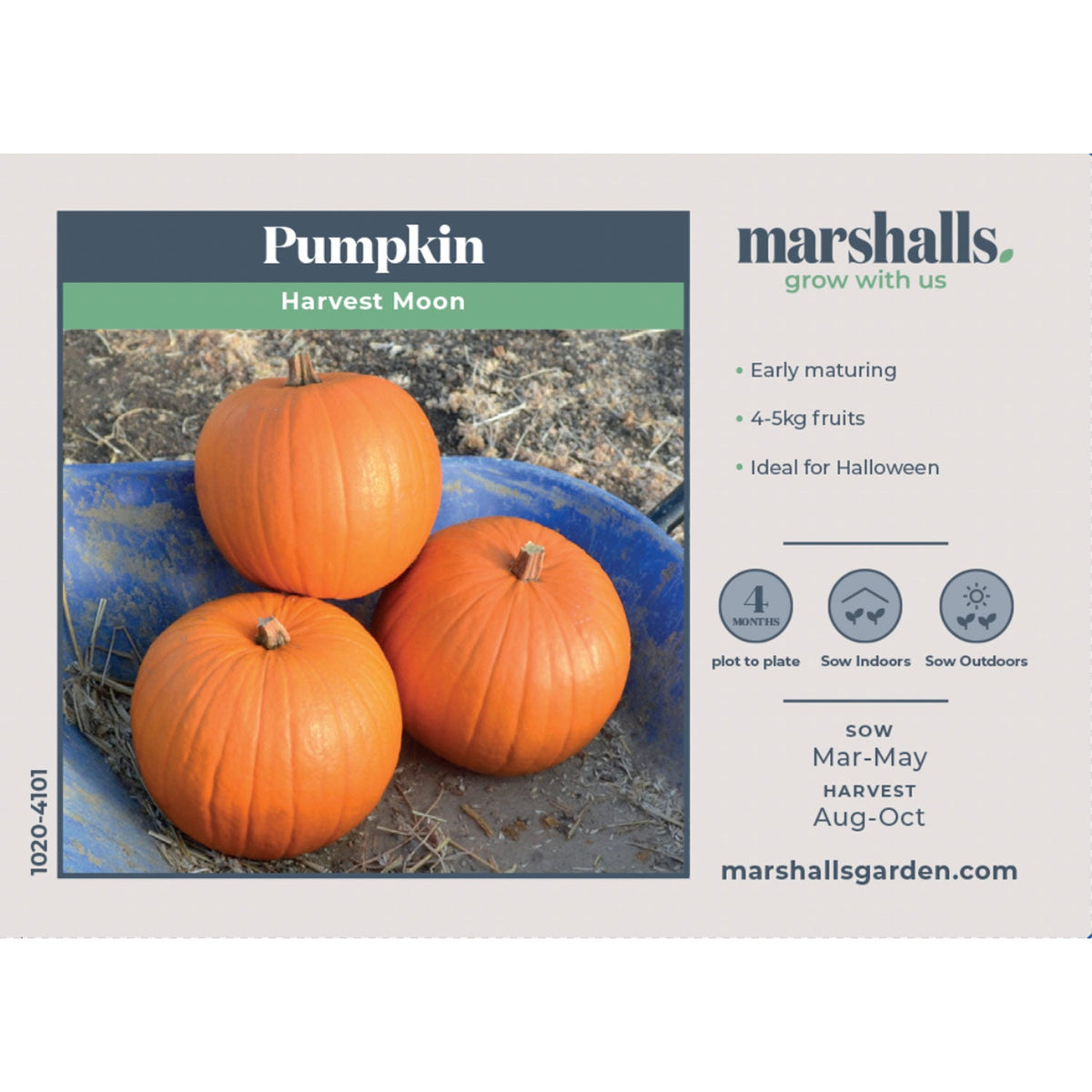 Harvest Moon Pumpkin | 8 Seeds