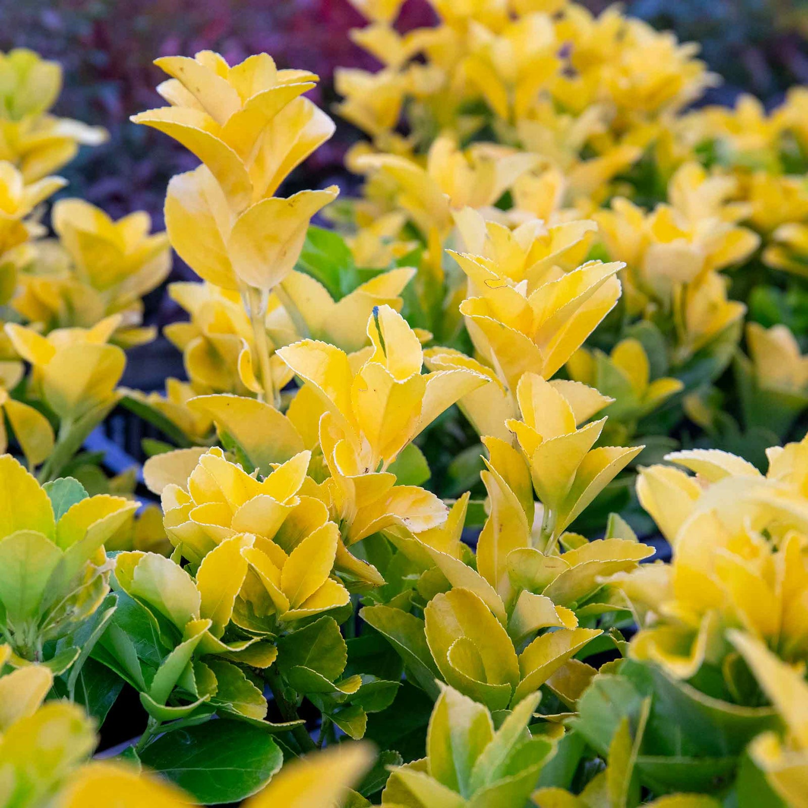 Euonymus Japonicus 'el Dorado' Compact 60cm Evergreen Shrub | 1 x 3L | Lime Green