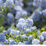 Thompson & Morgan Ceanothus Thrysifolius Repens 9cm Pot