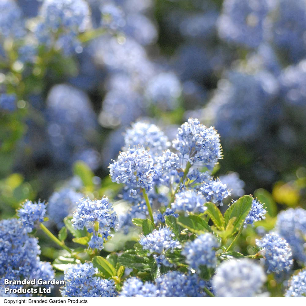 Thompson & Morgan Ceanothus Thrysifolius Repens 9cm Pot