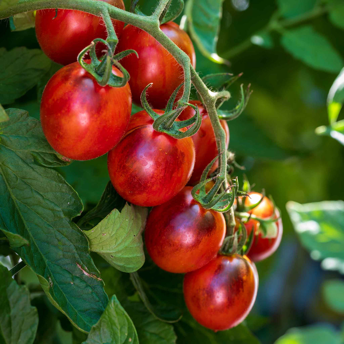 Black Moon Tomato Seeds | Set of 8