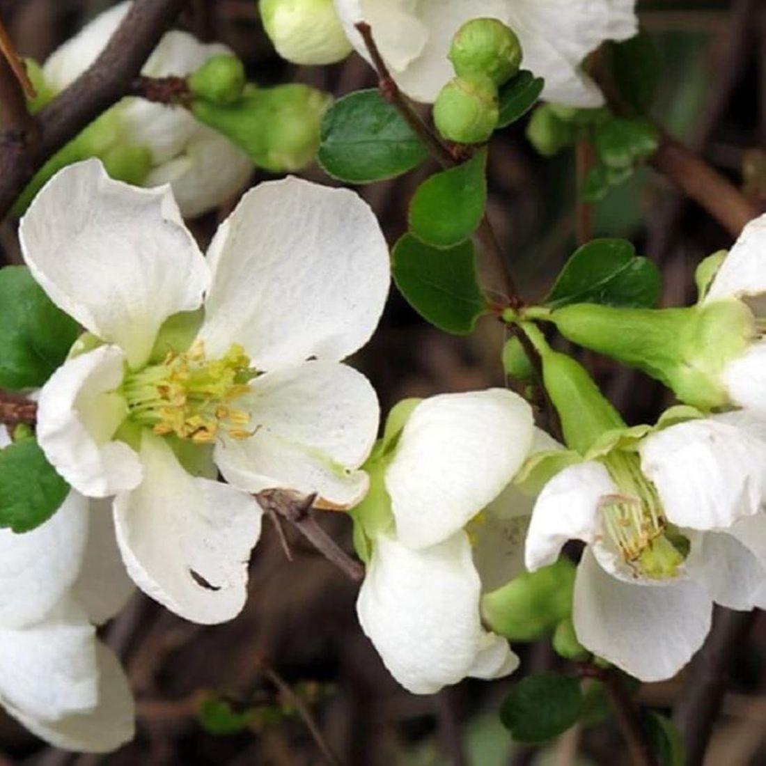 Chaenomeles Jet Trail Japanese Quince Flowering Garden Shrub Plant