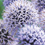The Blue Border Perennial Collection - 2l Garden Ready Pots. | Set-of-12 | Blue