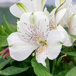 Alstroemeria 'inticancha White Magic' – Compact White & Burgundy Blooms Jumbo Plug Plants | Set of 6 | White