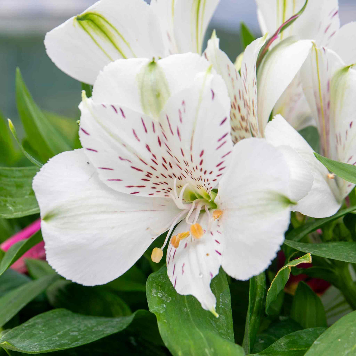 Alstroemeria 'inticancha White Magic' – Compact White & Burgundy Blooms Jumbo Plug Plants | Set of 6 | White