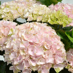 Hydrangea Rembrandt Elegant Rosa - 14cm pot | Set-of-3 | Pink