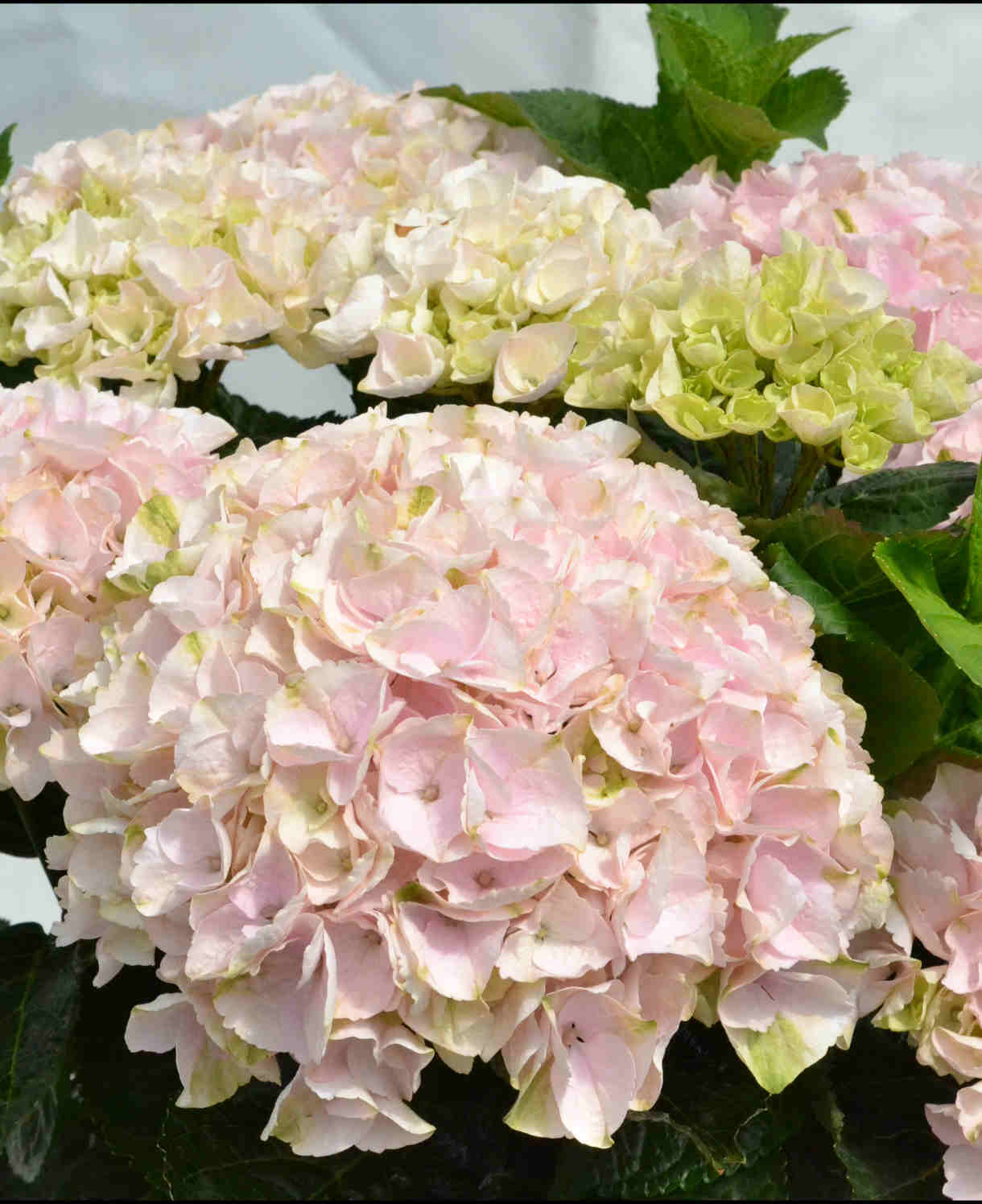 Hydrangea Rembrandt Elegant Rosa - 14cm pot | Set-of-1 | Pink
