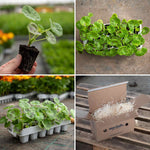 Geranium 'palladium Best Red F1' - Red Bedding Seedlings | 60 x Pro Grower Plugs | Red
