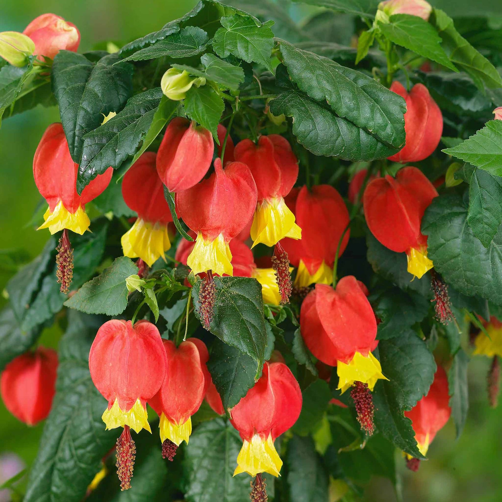 Abutilon 'rhubarb And Custard' Trailing Flowering Shrub, Hardy To -5°c | 6 x Jumbo Plugs | Multi