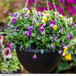 Thompson & Morgan Viola Hanging Basket Preplanted Hanging Basket 8in (20cm) X1