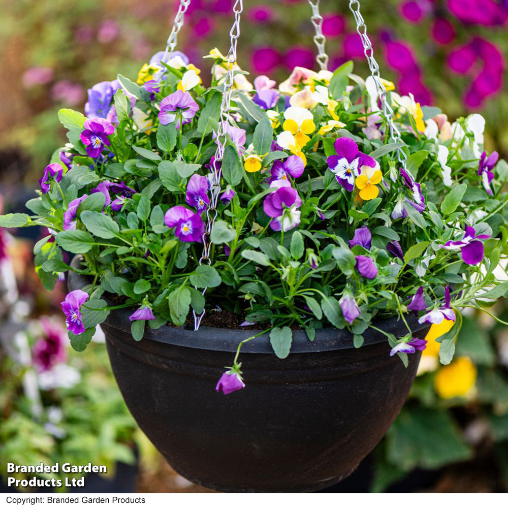 Viola 'Ice Babies' Pre-Planted Hanging Basket - x 1