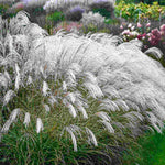 Hayloft Miscanthus Silver Charm - Compact And Graceful With Shimmering Silver Plumes - 1 x 9cm pot