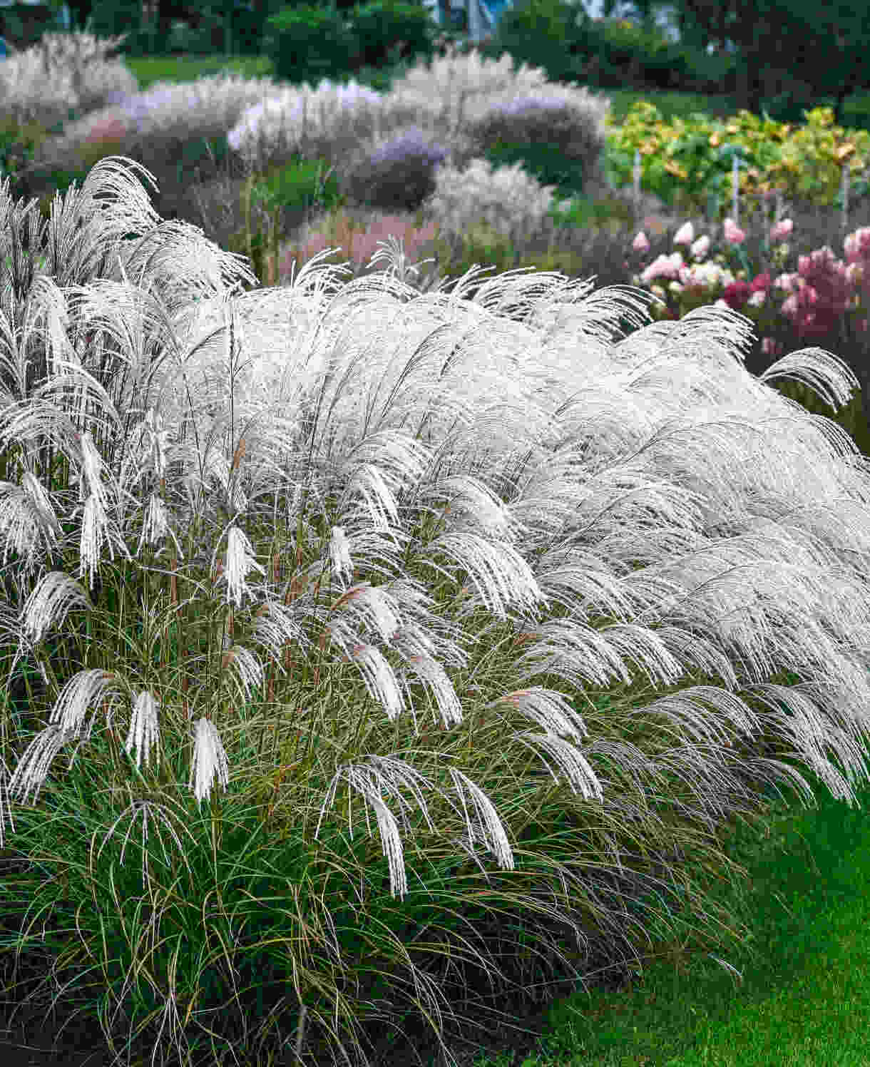 Hayloft Miscanthus Silver Charm - Compact And Graceful With Shimmering Silver Plumes - 1 x 9cm pot