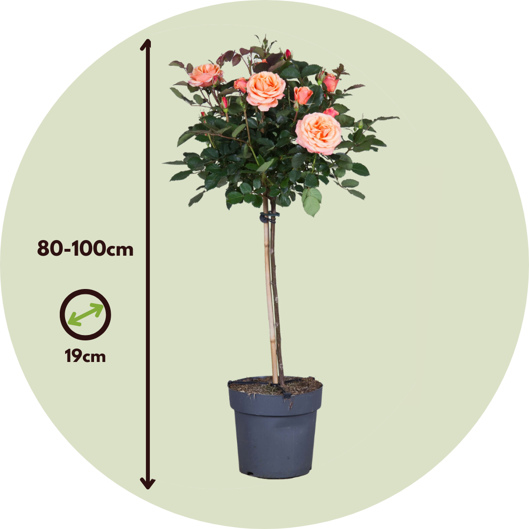 Palace Rose - Height 80-100cm - ⌀19cm | Set-of-2 | Orange