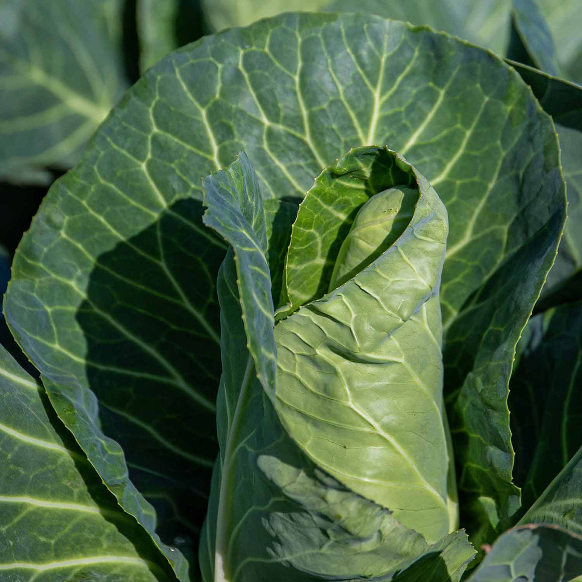 Spring Cabbage Durham Early Compact Early-maturing 12 Garden-ready Plants