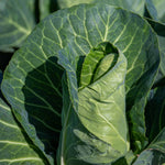 Spring Cabbage Durham Early Compact Early-maturing 12 Garden-ready Plants | Set of 12 | Green