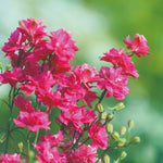 Garden Ready Delphinium King Scarlet Garden Ready Plants | 12 x Garden Ready Plants