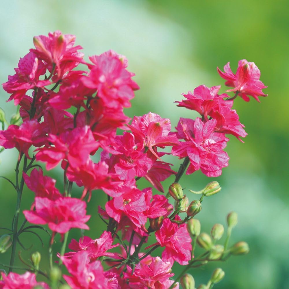 Garden Ready Delphinium King Scarlet Garden Ready Plants | 12 x Garden Ready Plants