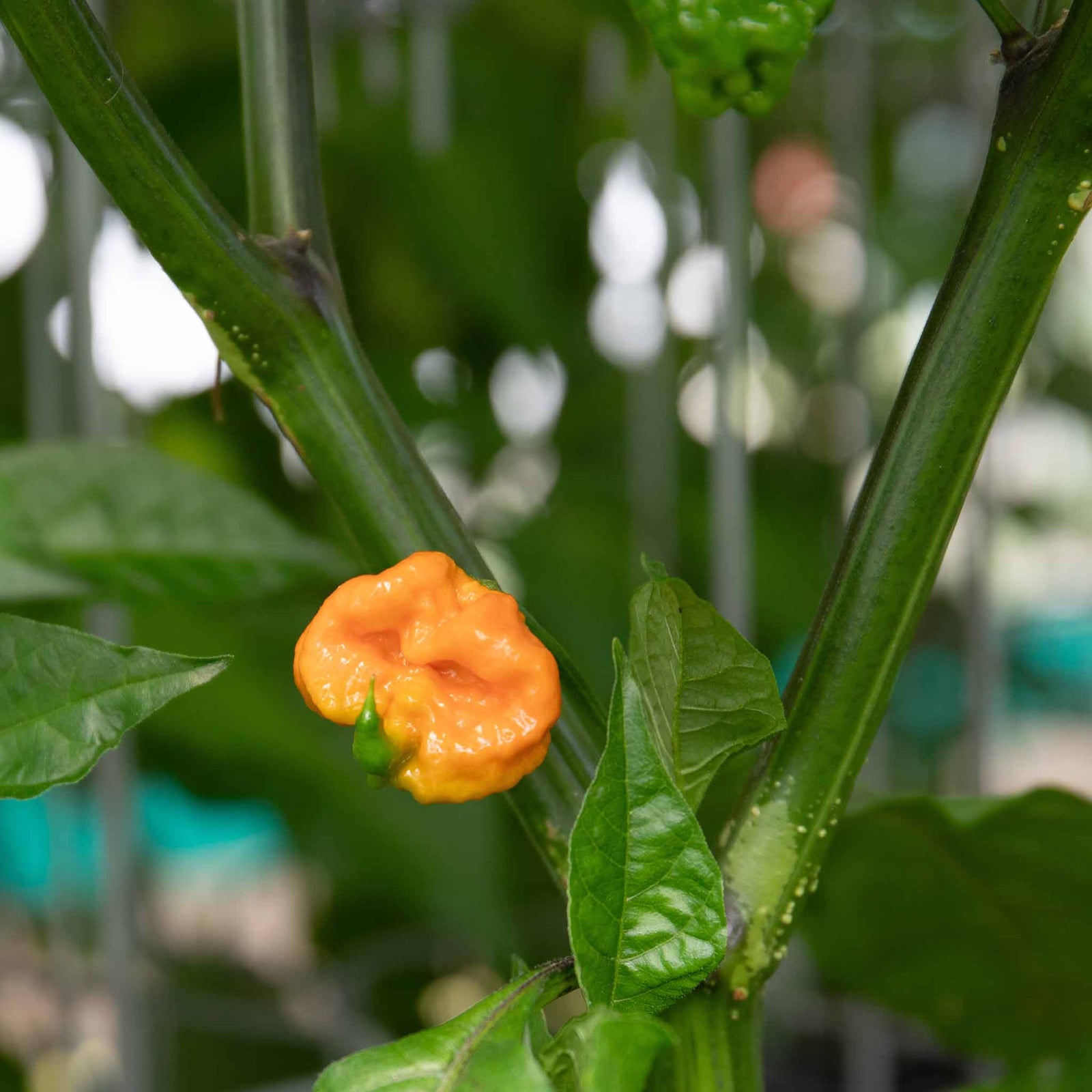 Chilli Plant 'carolina Reaper' | 3 x 9cm | Red