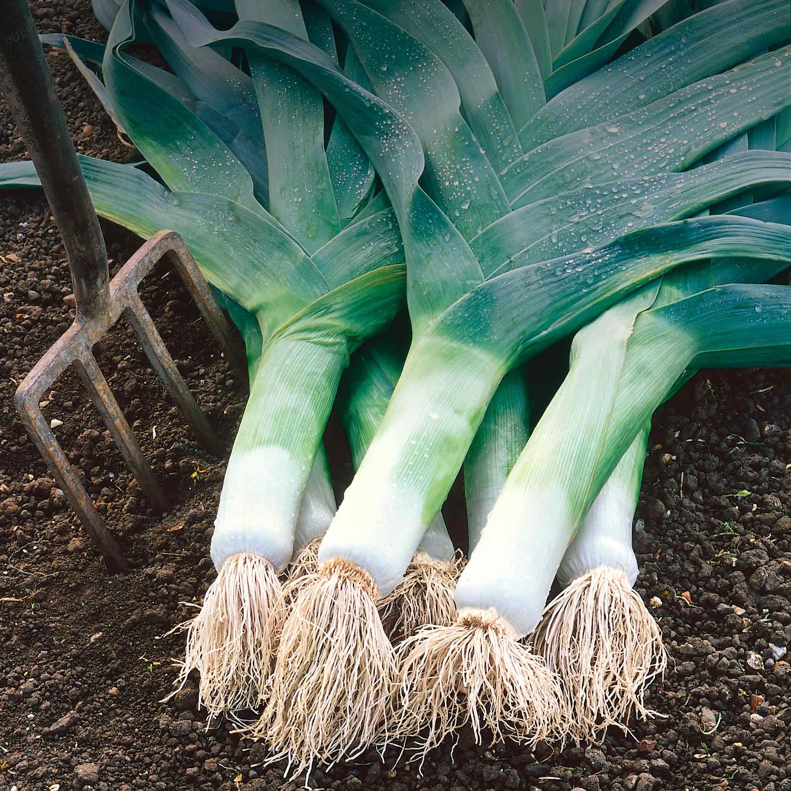 Leek 'musselburgh' - Hardy Winter Variety Seedlings | 40 x Seedlings | Multi