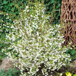Flowering Cherry 'kojo-no-mai' Compact 2.5m Tree Rhs Agm | 1 x 9cm | Pink & White