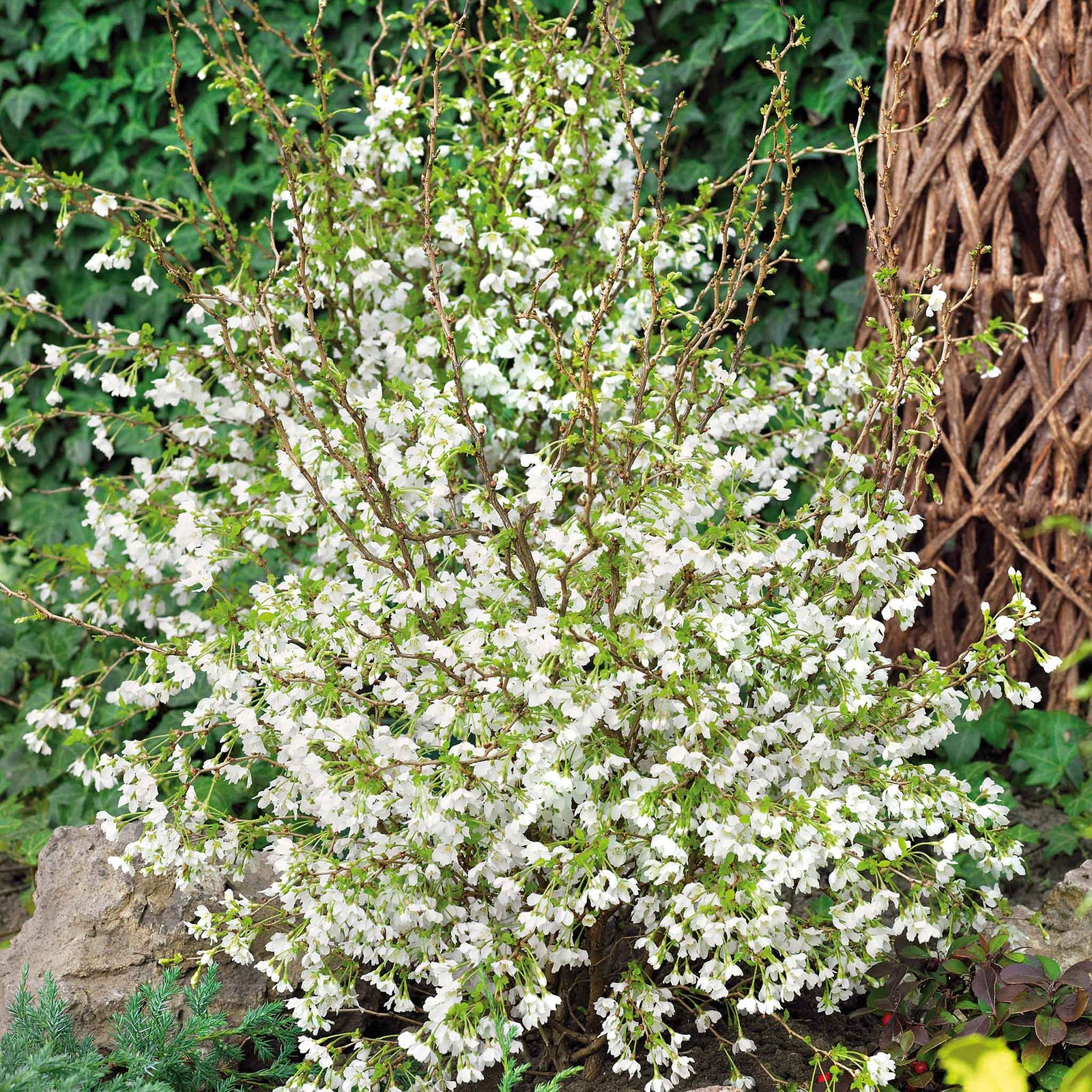 Flowering Cherry 'kojo-no-mai' Compact 2.5m Tree Rhs Agm | 1 x 9cm | Pink & White