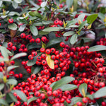 Pyracantha Traffic Lights Collection - Set Of 3 Plants In 9cm Pots