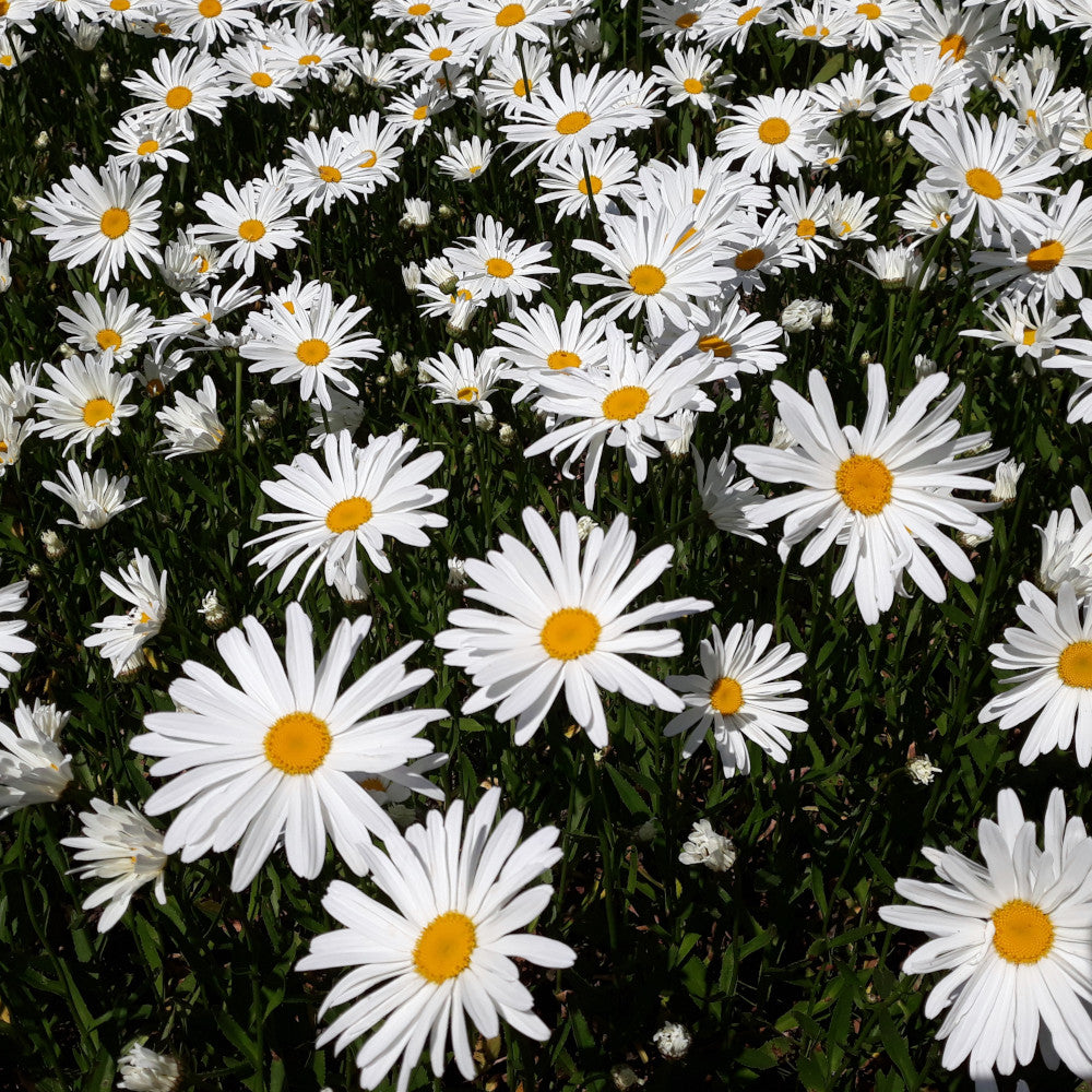 Leucanthemum Silver Princess -shasta Daisy With Huge Alluring Flowers 1 X 1l Pot