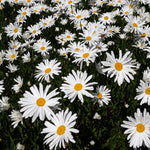 Leucanthemum Sliver Princess -shasta Daisy With Huge Alluring Flowers 3 X 1l Pots