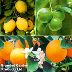Thompson & Morgan Citrus Tree Collection - Lemon, Orange, Lime (citrus Fruit)