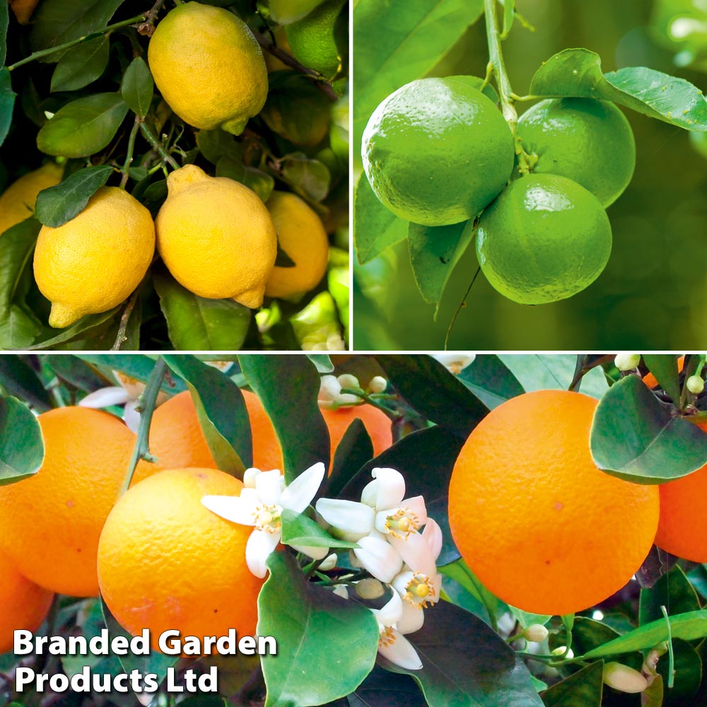 Thompson & Morgan Citrus Tree Collection - Lemon, Orange, Lime (citrus Fruit)